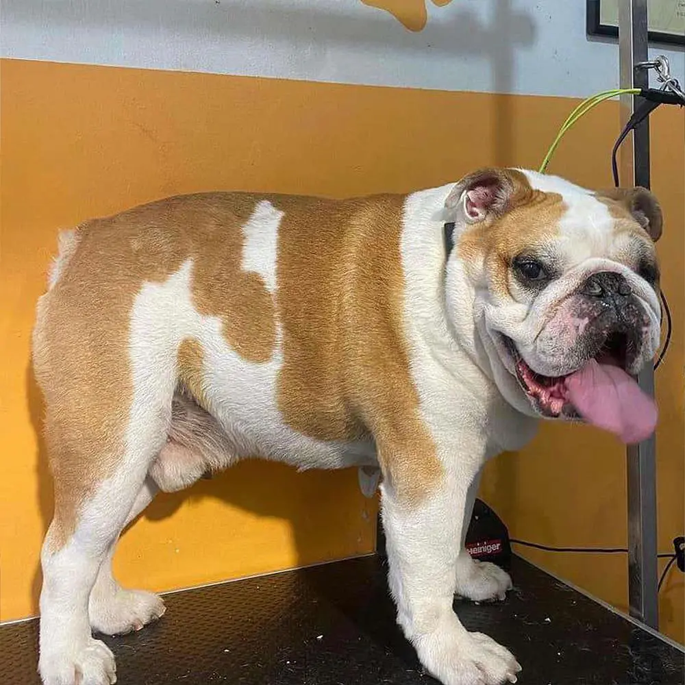 ספרית כלבים רום תיק עבודות 17