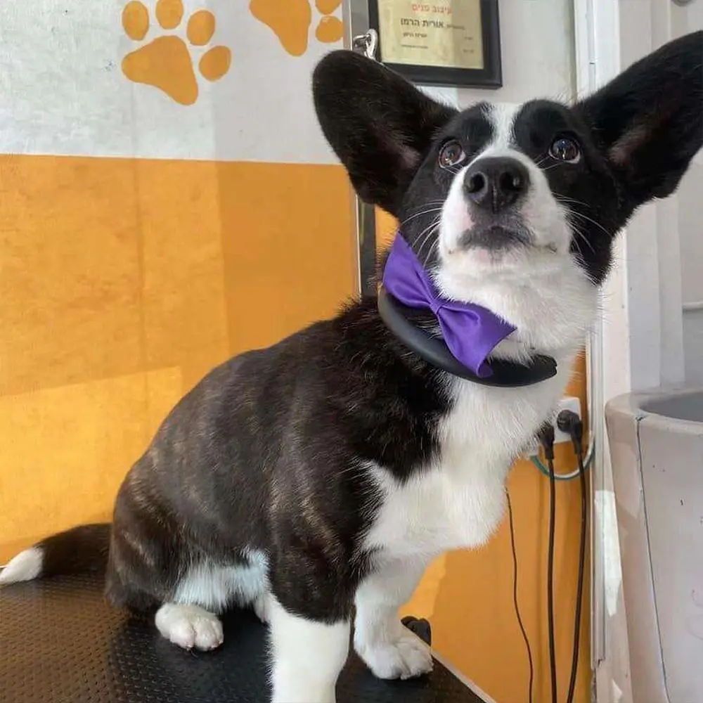 ספרית כלבים רום תיק עבודות 18