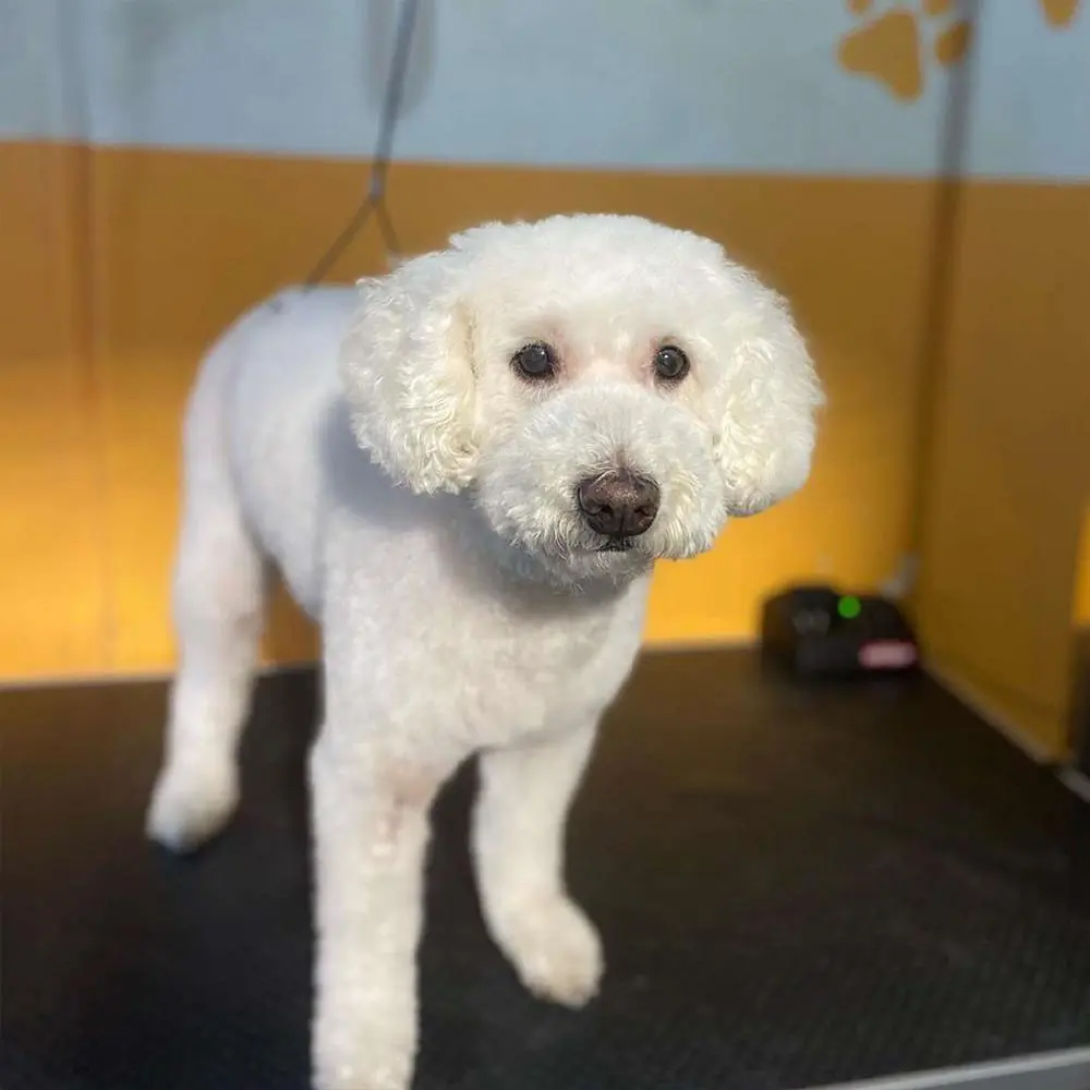 ספרית כלבים רום תיק עבודות 29