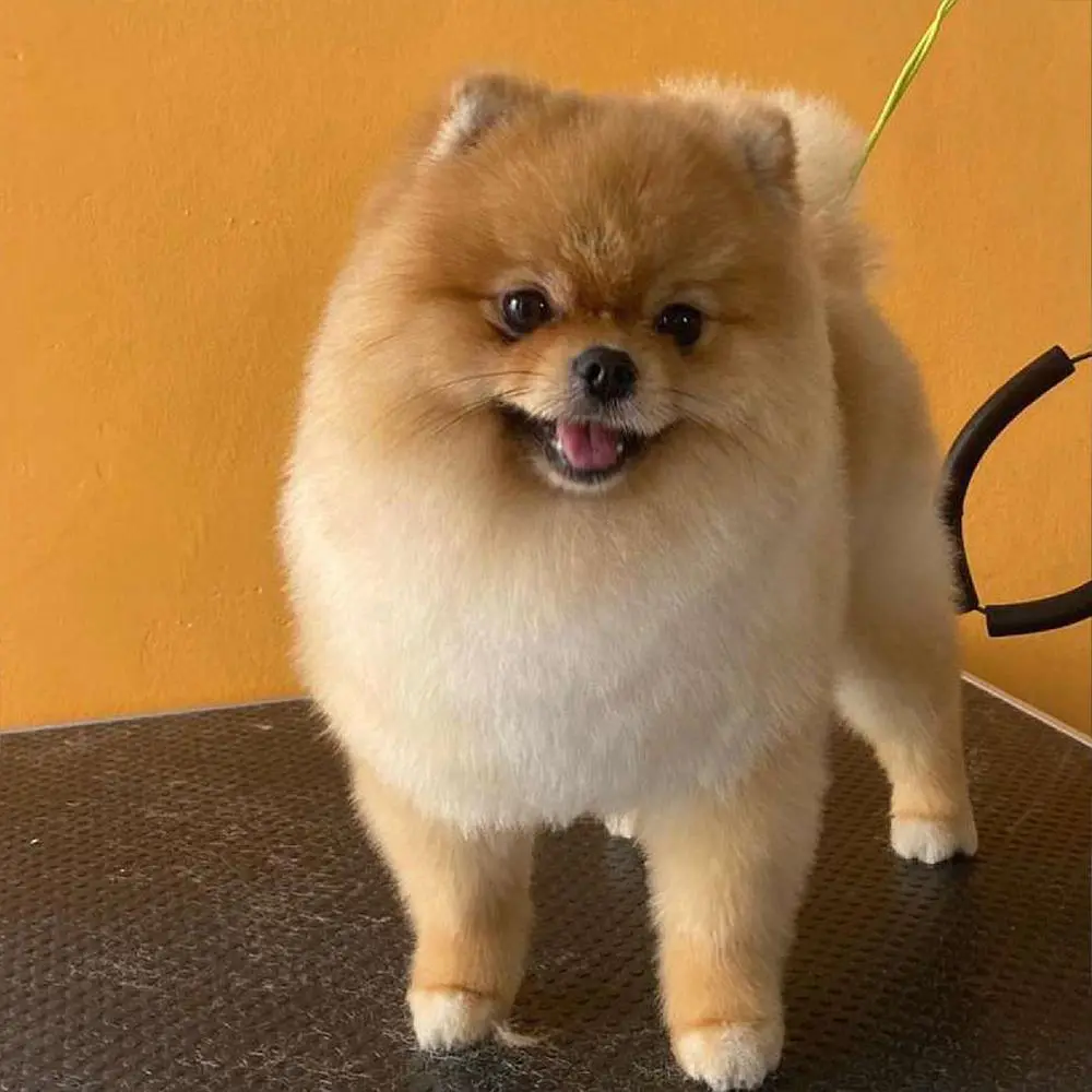 ספרית כלבים רום תיק עבודות 47