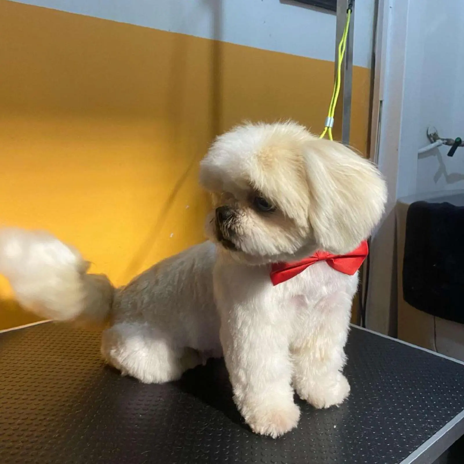 ספרית כלבים רום תיק עבודות 7