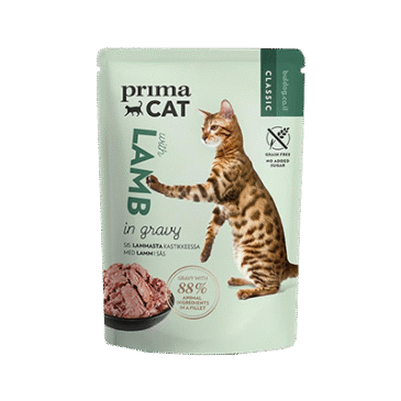 פאוצ'ים לחתולים