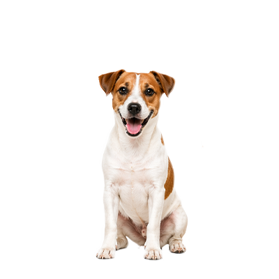 אוכל לכלב מבוגר גזע בינוני