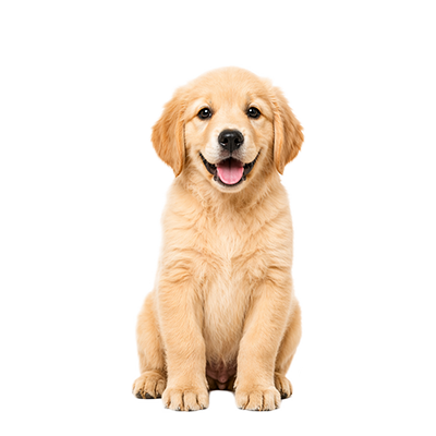 אוכל לגור גזע גדול