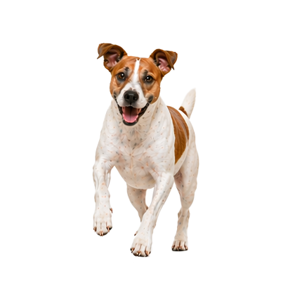 מזון לכלבים פעילים