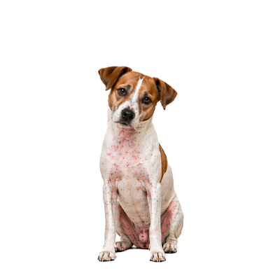 מזון לכלבים רגישים