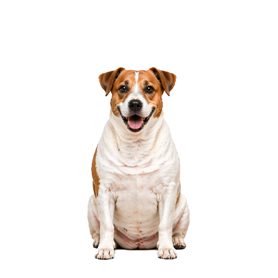 מזון דיאטתי לכלבים