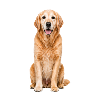 אוכל לכלב מבוגר גזע גדול