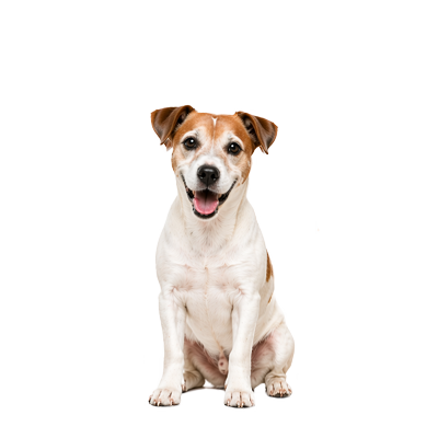 מזון לכלבים מבוגרים (סניור)