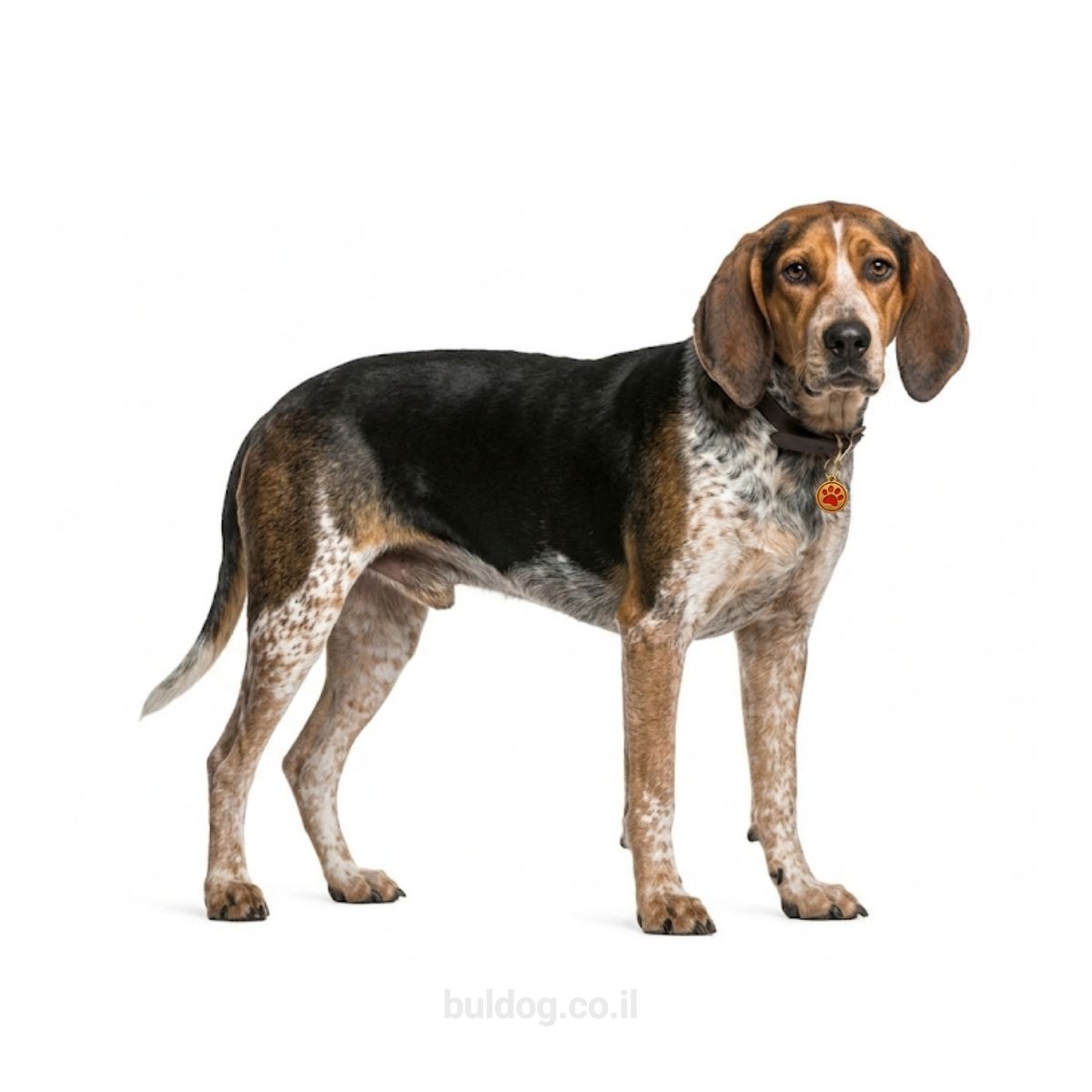 אמריקן אינגליש קונהאונד American English Coonhound
