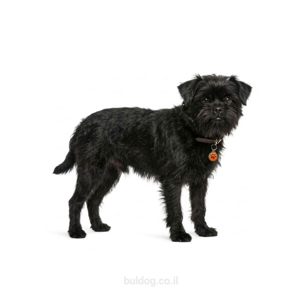 אפנפינצ'ר Affenpinscher