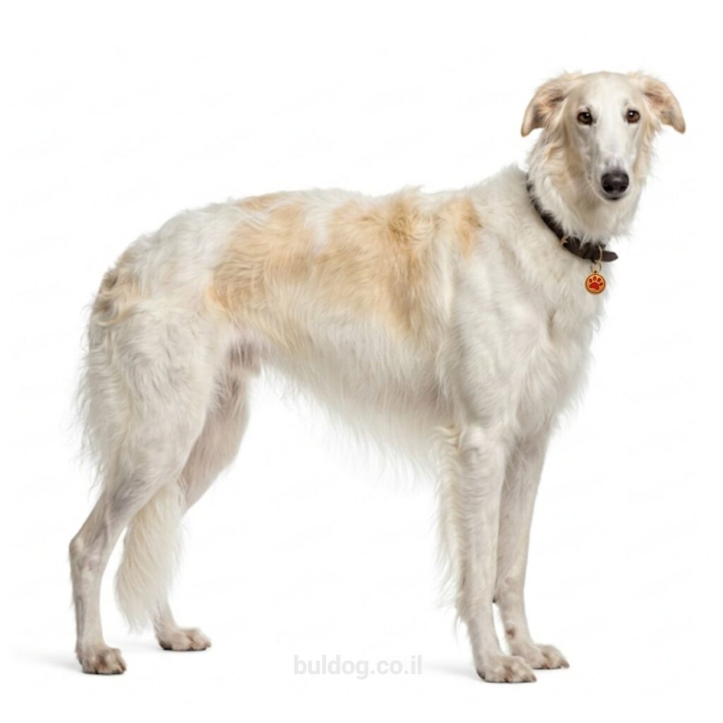 בורזוי Borzoi