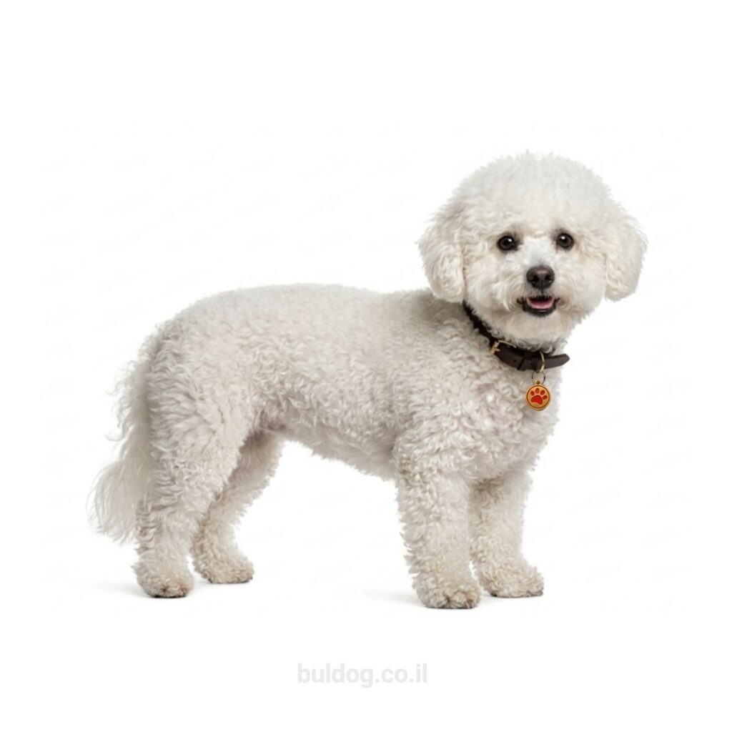 בישון פריזה Bichon Frise