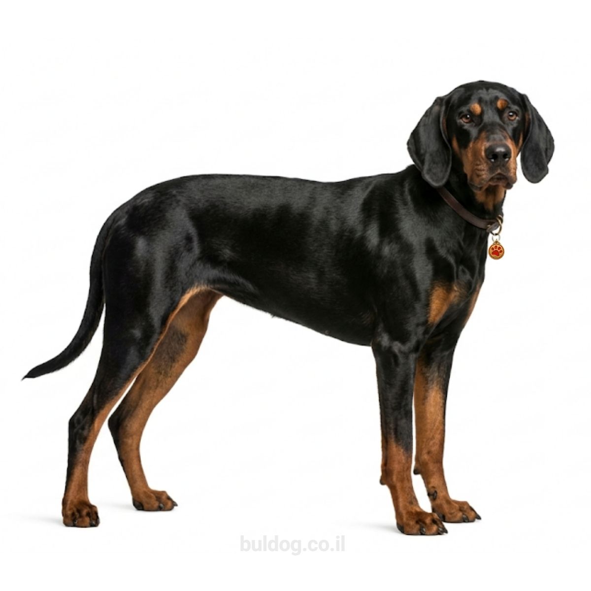 בלאק אנד טן קונהאונד Black and Tan Coonhound