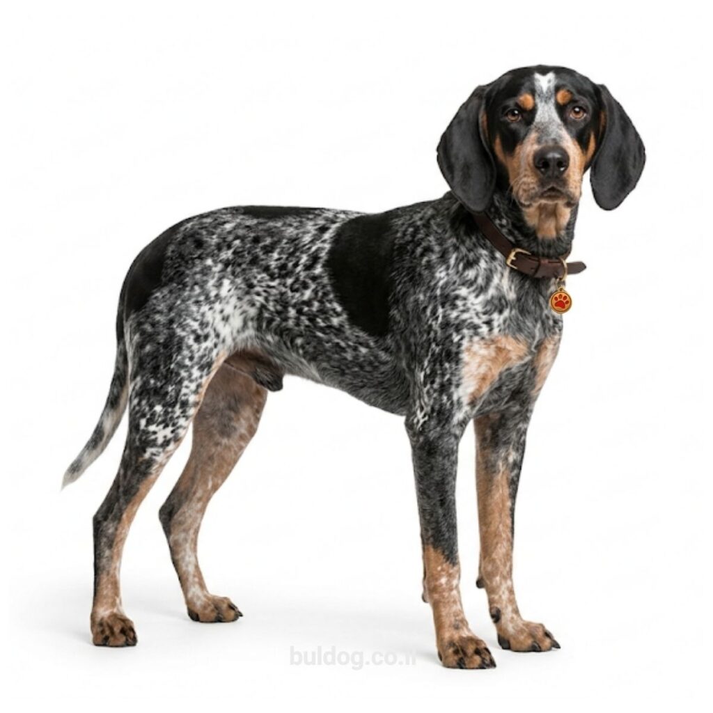 בלוטיק קונהאונד Bluetick Coonhound
