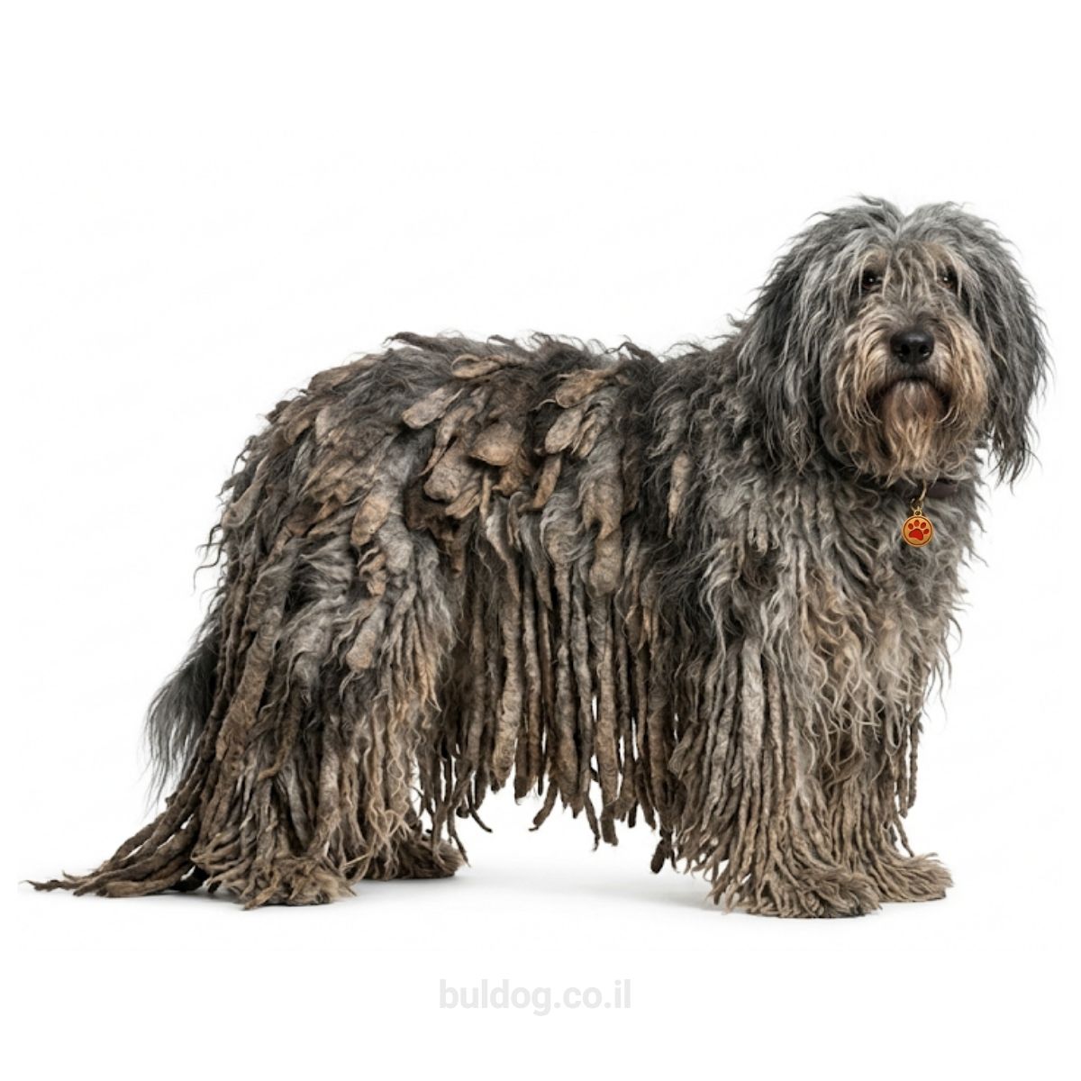 ברגמסקו Bergamasco Sheepdog