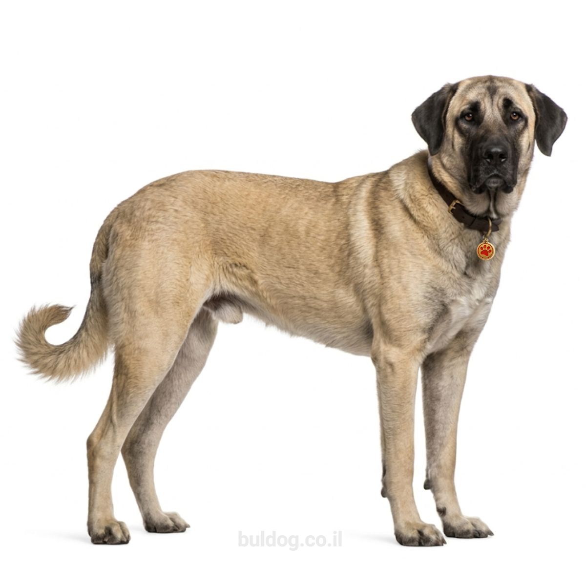 כלב רועים אנטולי Anatolian Shepherd Dog